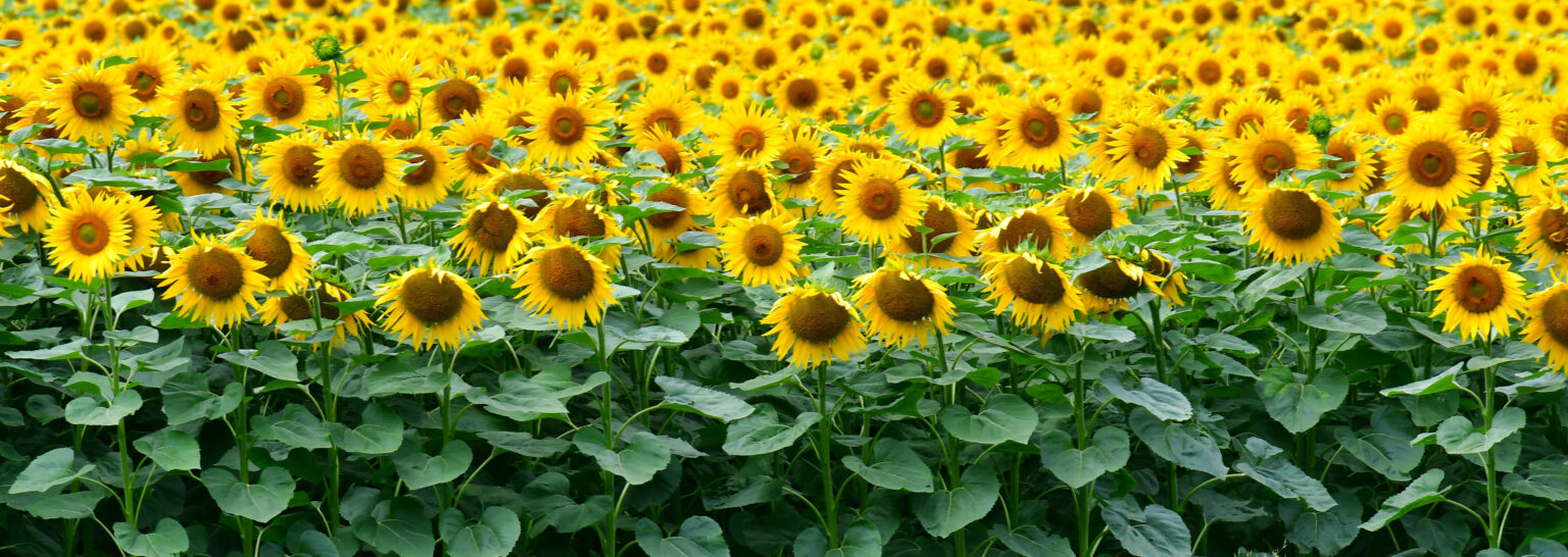 sunflowerbanner